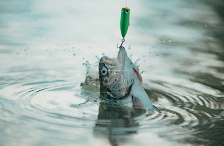 Foto de Peces atrapando anzuelos. Trucha de pescado en un gancho. Trucha marrón atrapada en la red de pesca. Pesca a mosca de truchas - Imagen libre de derechos