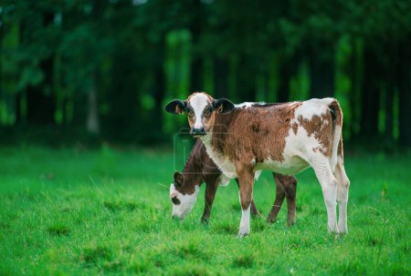 Foto de Vaca con rebaño lechero. Ternero en campo de hierba verde - Imagen libre de derechos