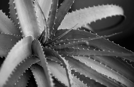 Téléchargez les photos : Aloe vera plante, macro des herbes d'aloès - en image libre de droit