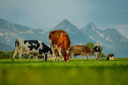 Foto de Las vacas pastan en un prado en Suiza. Pastos de ganado en un campo verde - Imagen libre de derechos