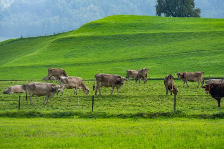 Photo for Cow pasture in Alps. Cows in pasture on alpine meadow in Switzerland. Cow pasture grass. Cow on green alpine meadow. Cow grazing on green field with fresh grass. Swiss cows. Cows in a mountain field - Royalty Free Image