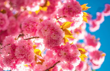 Téléchargez les photos : Fond bordure printemps avec fleur rose. La fleur de cerisier. Branche délicates fleurs printanières. Cerisier de Sacura. Festival Sakura - en image libre de droit