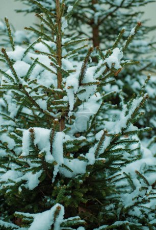 Téléchargez les photos : Fond de Noël avec pin givré avec étoiles. Décoration naturelle. Air frais et plaisir de la nature. Les vacances arrivent. La première neige. Activités hivernales. Nouvel An et voeux de Noël - en image libre de droit