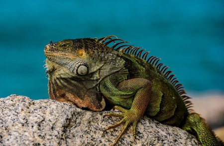 Photo for Green Iguana, also known as Common or American iguana, on nature background. Wildlife and nature, marine Iguana - Royalty Free Image