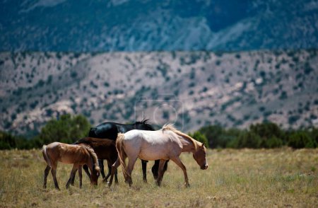 Foto de Los caballos salvajes. Una manada de caballos en las montañas americanas. Parque Nacional, Estados Unidos - Imagen libre de derechos