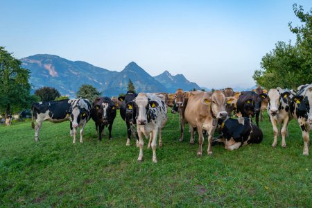 Téléchargez les photos : Les vaches paissent dans les prairies alpines. Pâturage bovin dans un champ d'herbe. Angus bovins - en image libre de droit