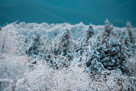 Téléchargez les photos : Paysages en hiver. Hiver avec des arbres gelés couverts dans les flots de neige. Forêt hivernale magique. Paysage naturel avec un beau ciel - en image libre de droit
