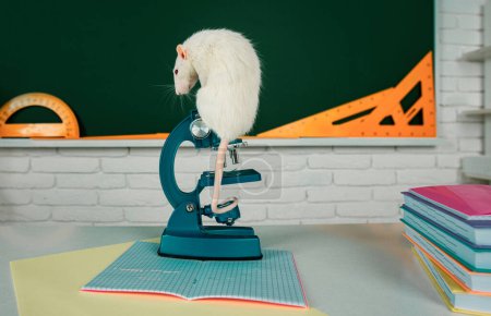 Photo for Funny rat sit on microscope. Learning, education and science concept. Banner for university college or school with copy spase - Royalty Free Image