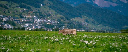 Téléchargez les photos : Jersey La vache broute dans les prairies alpines. Vaches au coucher du soleil. Vache sur une prairie d'herbe verte. Vaches regardant sur le champ vert. Ferme de campagne avec vaches au pré. Vache dans un champ herbeux à la ferme. Pâturage des vaches dans la prairie - en image libre de droit