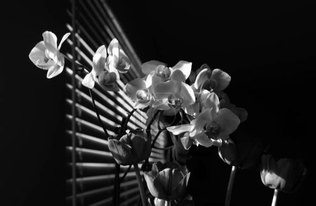 Foto de Flor de orquídea púrpura phalaenopsis, falah. Flores de phalaenopsis púrpura. Orquídea en la ventana - Imagen libre de derechos