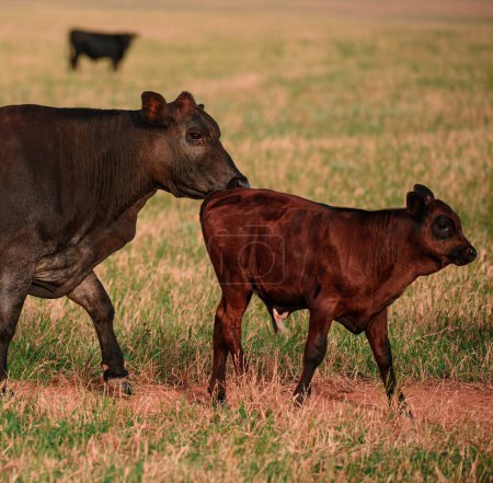 Foto de Vaca y ternera en el campo rural. Manada de vacas bajo el sol de primavera - Imagen libre de derechos