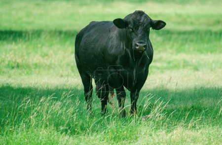 Téléchargez les photos : La vache noire. Ranch agricole Angus et Hereford Bovins. Taureau en Espagne dans le champ vert - en image libre de droit
