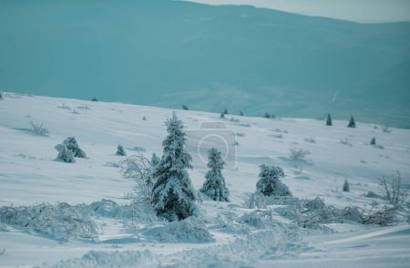 Foto de Paisaje invernal, escena invernal de árboles helados sobre fondo nevado brumoso. Invierno paisaje de Navidad con nieve. Fondo de pantalla de Año Nuevo. Invierno paisaje de Navidad con nieve. Fondo de pantalla de Año Nuevo - Imagen libre de derechos