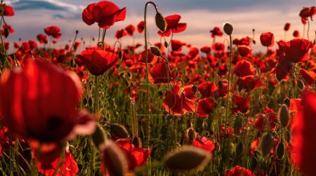 Photo for Flowers Red poppies blossom on wild field. Anzac Day memorial poppies. Field of red poppy flowers to honour fallen veterans soldiers in battle of Anzac day. Wildflowers blooming poppy field landscape - Royalty Free Image