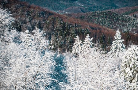 Foto de Vacaciones de invierno y viajes. Bosque de Navidad de invierno con nieve y árboles que caen - Imagen libre de derechos