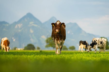 Foto de Vaca en el césped. Vaca pastando en el prado verde. Vaca Holstein. Agricultura ecológica. Vacas en un campo de montaña. Las vacas en un pasto de verano. Rebaño de vacas - Imagen libre de derechos