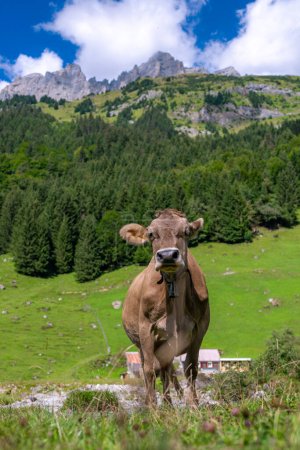 Foto de Las vacas están pastando. Pastos de ganado en un campo de hierba - Imagen libre de derechos