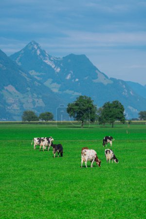 Téléchargez les photos : Vache sur la pelouse. Pâturage de vache sur prairie verte. Holstein vache. Eco agriculture. Des vaches dans un champ de montagne. Des vaches dans un pâturage d'été. Paysage idyllique avec troupeau de vache broutant sur un champ vert avec herbe fraîche - en image libre de droit