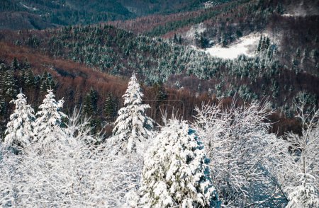 Foto de Vacaciones de invierno y viajes. Paisaje invernal con árboles cubiertos de heladas nevadas - Imagen libre de derechos