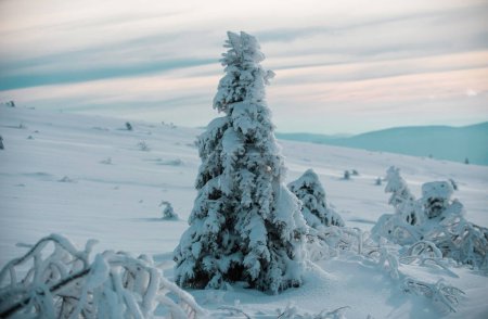 Téléchargez les photos : Forêt de Noël d'hiver avec chute de neige et d'arbres. Paysage de Noël d'hiver avec neige. Papier peint Nouvel An - en image libre de droit