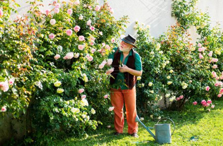 Téléchargez les photos : Vieil homme dans le jardin couper des fleurs de roses. Grand-père jardinier avec fleur de printemps - en image libre de droit