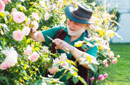 Téléchargez les photos : Homme jardinier senior en rosiers de coupe de jardin. Grand-père travaillant avec des fleurs de printemps - en image libre de droit