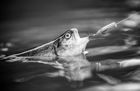 Foto de Trucha arco iris Steelhead. Pesca con mosca de trucha. Trucha marrón atrapada en red de pesca - Imagen libre de derechos