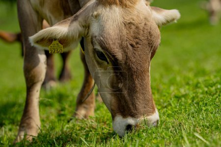 Foto de Vaca en el prado en las montañas. Vaca marrón en un pasto verde. Rebaño de vacas en un campo verde. Pradera alpina con vacas, montañas de los Alpes Suiza. Vacas holstein frisón en un pasto - Imagen libre de derechos