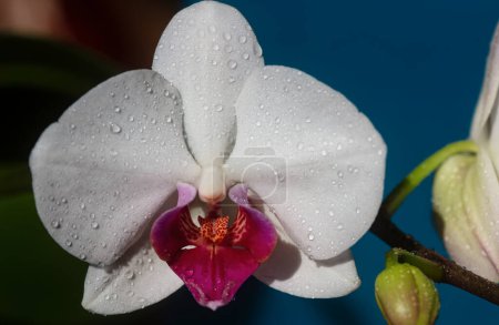 Foto de Flor de orquídea. Phalaenopsis creciendo. Concepto de orquídea floral - Imagen libre de derechos