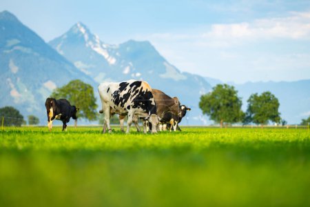 Foto de Las vacas pastan en un prado en Suiza. Pastos de ganado en un campo verde - Imagen libre de derechos