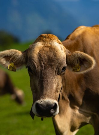 Foto de La vaca está mirando la cámara. Cara de vacas de cerca. Pastos para ganado. Vaca en el campo. Las vacas pastan en el prado de verano. Paisajes rurales con vacas. Vacas en un pasto - Imagen libre de derechos