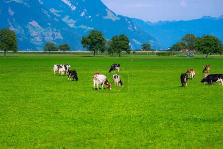 Téléchargez les photos : Les vaches paissent dans une prairie. Bétail pâturage de vache dans un champ vert. Bovins laitiers au pâturage sur la colline en milieu rural. Bovins Elevage pâturage sur champ d'herbe. Brangus Bovins dans les pâturages naturels. Vache des pâturages - en image libre de droit