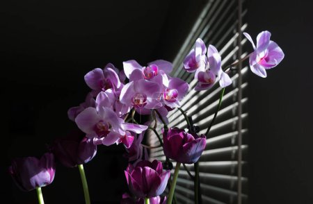 Photo for Purple orchid flower phalaenopsis, falah. Purple phalaenopsis flowers. Orchid on the window - Royalty Free Image