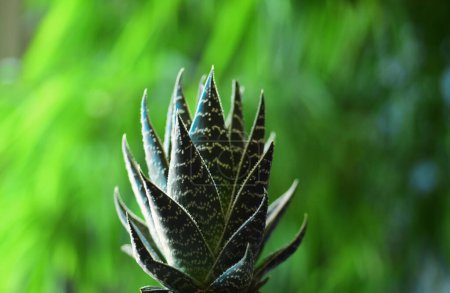 Photo for Agave cactus, aloe vera. Cactus backdround, cacti design or cactaceae pattern - Royalty Free Image