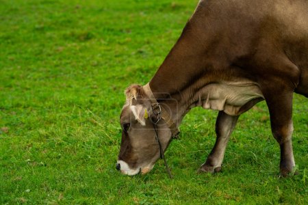 Téléchargez les photos : Les vaches paissent un jour d'été dans une prairie en Suisse. Vaches broutant sur des terres agricoles. Pâturage bovin dans un champ vert. Vaches dans un champ sur une ferme de bétail écologique. Lait biologique de vache herbacée. Suisse - en image libre de droit