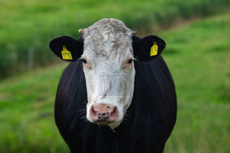 Téléchargez les photos : Holstein vache. Vaches sur une prairie pendant la journée ensoleillée. Vache hollandaise noire et blanche marchant et mangeant de l'herbe sur la prairie verte. La vache regarde la caméra. Gros plan sur le visage des vaches - en image libre de droit
