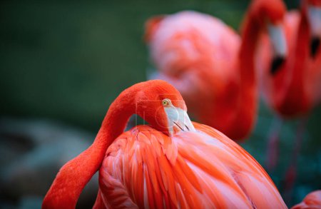 Photo for Pink Flamingo in nature. Phoenicopterus ruber in close contact with the female. Beauty Flamingos - Royalty Free Image