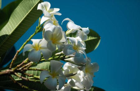 Téléchargez les photos : Fleurs blanches plumeria rubra fleur. Frangipani fleur - en image libre de droit