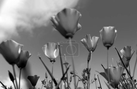 Foto de Flor de amapola para el Día de la Memoria, Día de la Memoria, Día de Anzac en Nueva Zelanda, Australia, Canadá y Gran Bretaña - Imagen libre de derechos