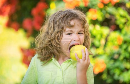 Téléchargez les photos : Jeune garçon de la campagne mange une pomme dans un verger de pommes ou une ferme - en image libre de droit