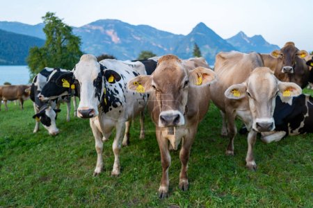 Foto de Las vacas pastan en un prado. Pastos de ganado vacuno en un campo verde. Ganado lechero en pastos en la colina en el campo. Ganado Raza pastos en el campo de hierba. Brangus Ganado en pastos naturales. Rebaño de vacas - Imagen libre de derechos