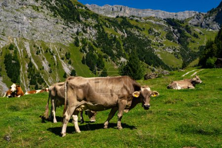 Foto de Vaca bovina pastando en tierras de cultivo. Grazing Cows in a Meadow with Grass. Rebaño de vacas en un campo de hierba. Vaca madura en un campo verde. Vacas pastando en pastos naturales. Animales de granja. Vacas y terneros pastando - Imagen libre de derechos