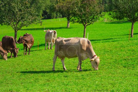 Foto de Vaca en el césped. Vaca pastando en el prado verde. Vaca Holstein. Agricultura ecológica. Vacas en un campo de montaña. Las vacas en un pasto de verano. Paisaje idílico con manada de vacas pastando en campo verde con hierba fresca - Imagen libre de derechos