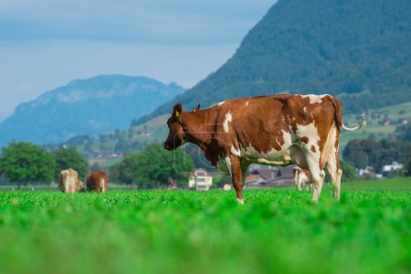 Cow on a summer pasture. Herd of cows grazing in Alps. Holstein cows, Jersey, Angus, Hereford, Charolais, Limousin, Simmental, Guernsey, Ayrshire, Brahman Cattle breeds. Cow in a field. Dairy cow