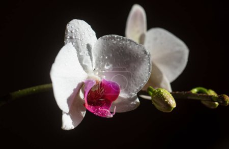 Téléchargez les photos : Concept floral. Journée des femmes. Fleur d'orchidée Phalaenopsis croissant - en image libre de droit