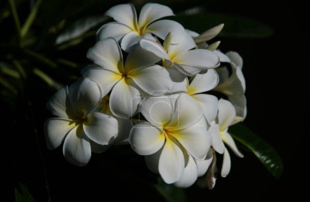 Téléchargez les photos : Fleurs blanches plumeria rubra. Une fleur de Frangipani. Exotique Plumeria Spa Fleurs sur fond tropical de feuilles vertes. Beaux flosers parfumés, aromathérapie - en image libre de droit
