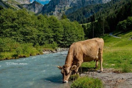 Foto de Las vacas beben agua de las montañas río Las vacas en la hierba verde en un prado, pastos. Vacas de ganado pastando en tierras de cultivo. Vacas marrones pastando en prado herboso - Imagen libre de derechos