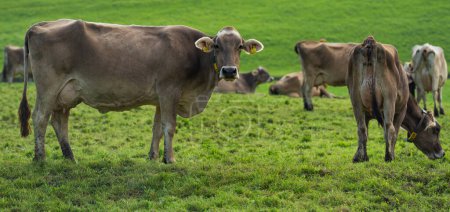 Téléchargez les photos : Les vaches paissent un jour d'été dans une prairie en Suisse. Vaches broutant sur des terres agricoles. Pâturage bovin dans un champ vert. Vaches dans un champ sur une ferme de bétail écologique. Lait biologique de vache herbacée. Suisse - en image libre de droit