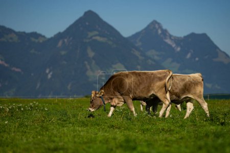 Téléchargez les photos : Les vaches paissent dans une prairie en Suisse. Pâturage bovin dans un champ vert - en image libre de droit