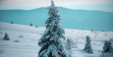 Téléchargez les photos : Fond hivernal de neige et de givre avec espace libre pour votre décoration. Nature hivernale pour le design - en image libre de droit